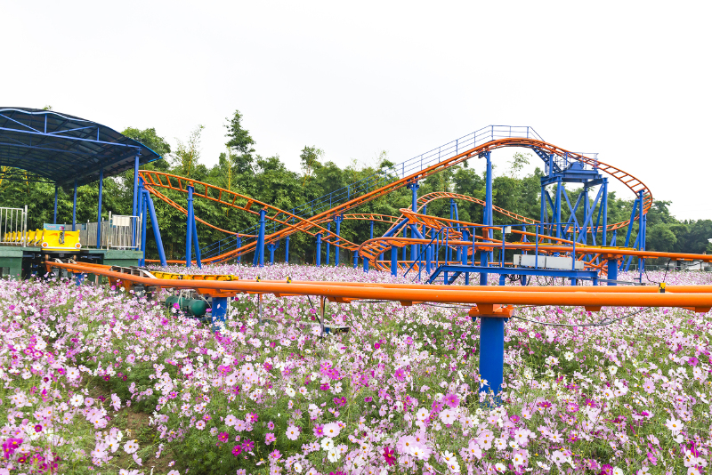 两天一夜百万葵园,我闻香而来,逐香而行