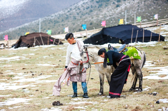 套马的汉子和美丽的藏族姑娘 是草原上一道美丽的风景线