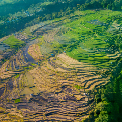Top view of beautiful terraced farmlands surrounded trees at Tetebatu. Shot in Lombok, Indonesia