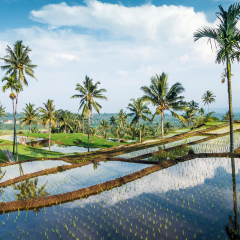 Rice fields near Senaru and Rinjani,Lombok island, Indonesia, Asia