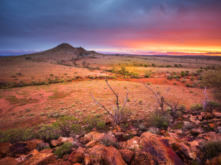 艾利斯斯普林斯.D