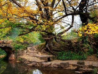 妥乐古银杏风景区 