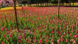 洛阳郁金香牡丹园