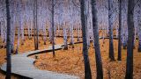 白桦林景区