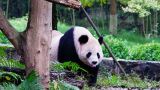 都江堰中华大熊猫苑(原熊猫乐园)