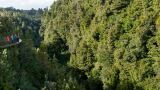 Rotorua Canopy Tours | Zipline Experience