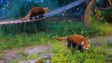 上海野生动物园