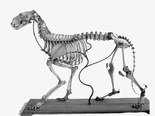 威斯巴登博物馆