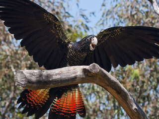 悉尼塔龙加动物园