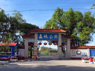 沙湾县森林公园