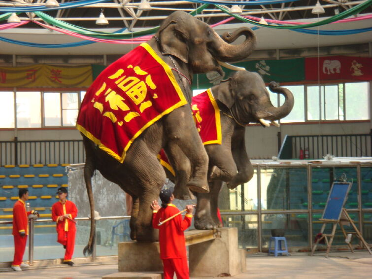 泰象馆