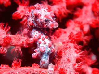 塔斯马尼亚海马世界和南洋水族馆