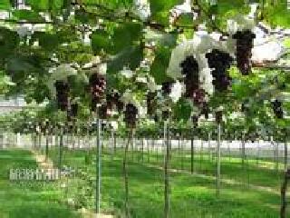 马陆葡萄主题公园