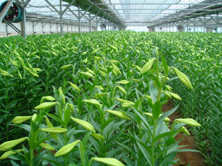 金科生态园艺场