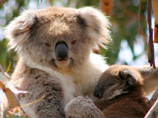 菲利普自然公园丘吉尔农场