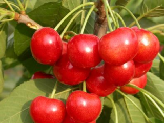 御丰观光采摘园