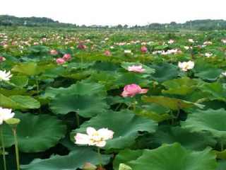鑫农湖荷花湿地公园
