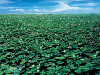 微山湖微山岛景区