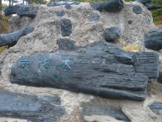 长白山炭化木遗址