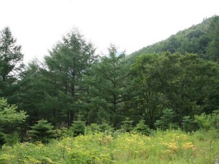 国望峰自然休养林