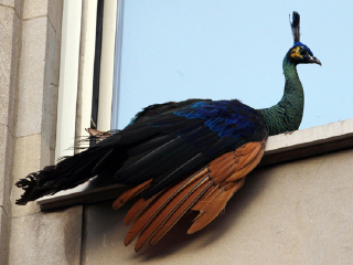 中央公园动物园