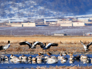 香格里拉纳帕海依拉草原