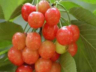 北京车耳营樱桃园