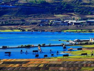 香格里拉纳帕海依拉草原