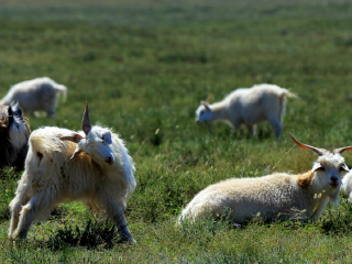 鄂尔多斯大草原