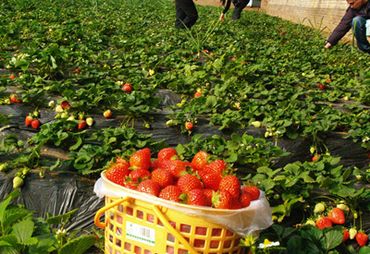 兴寿小高草莓园图片