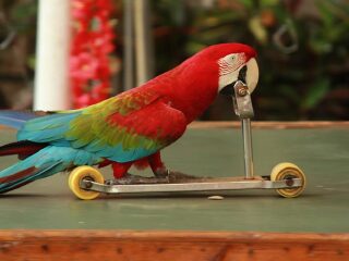 海南热带飞禽世界