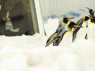 墨尔本海洋生物水族馆