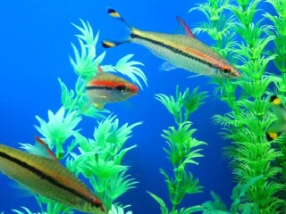 伯恩茅斯海洋水族馆