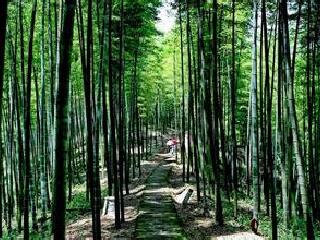 龙泉山森林公园