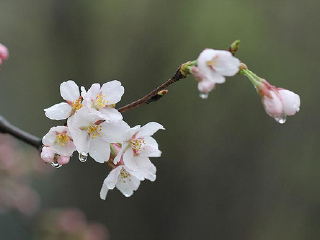 龙塘水库樱花园