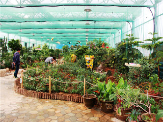 大连旅顺蝶恋花蝴蝶园