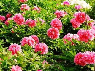 琉璃河天香牡丹园