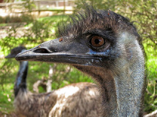 澳大利亚悉尼爬行动物公园