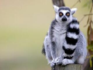 基督城奥拉纳野生动物园