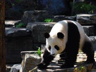 休宁大熊猫生态乐园