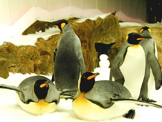 墨尔本海洋生物水族馆