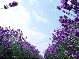 成都普罗旺斯薰衣草庄园