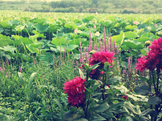 上海海湾国家森林公园