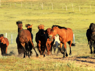 鄂尔多斯大草原