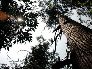 沙角洞银杉森林公园