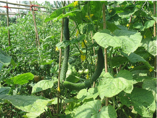 御丰观光采摘园