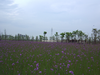 杭州湾海上花田景区