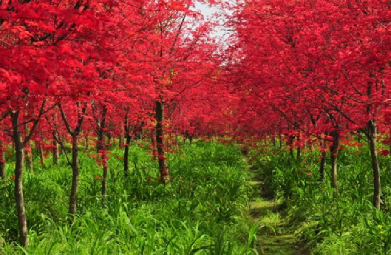红枫基地门票价格-红枫基地门票预订-红枫基地门票多少钱