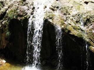 西岸森林生态园