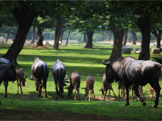 秦岭野生动物园